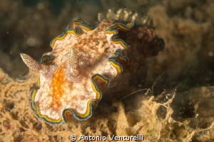 close up to nudibranch Glossodoris cincta
Cemetry Bay
N... by Antonio Venturelli 